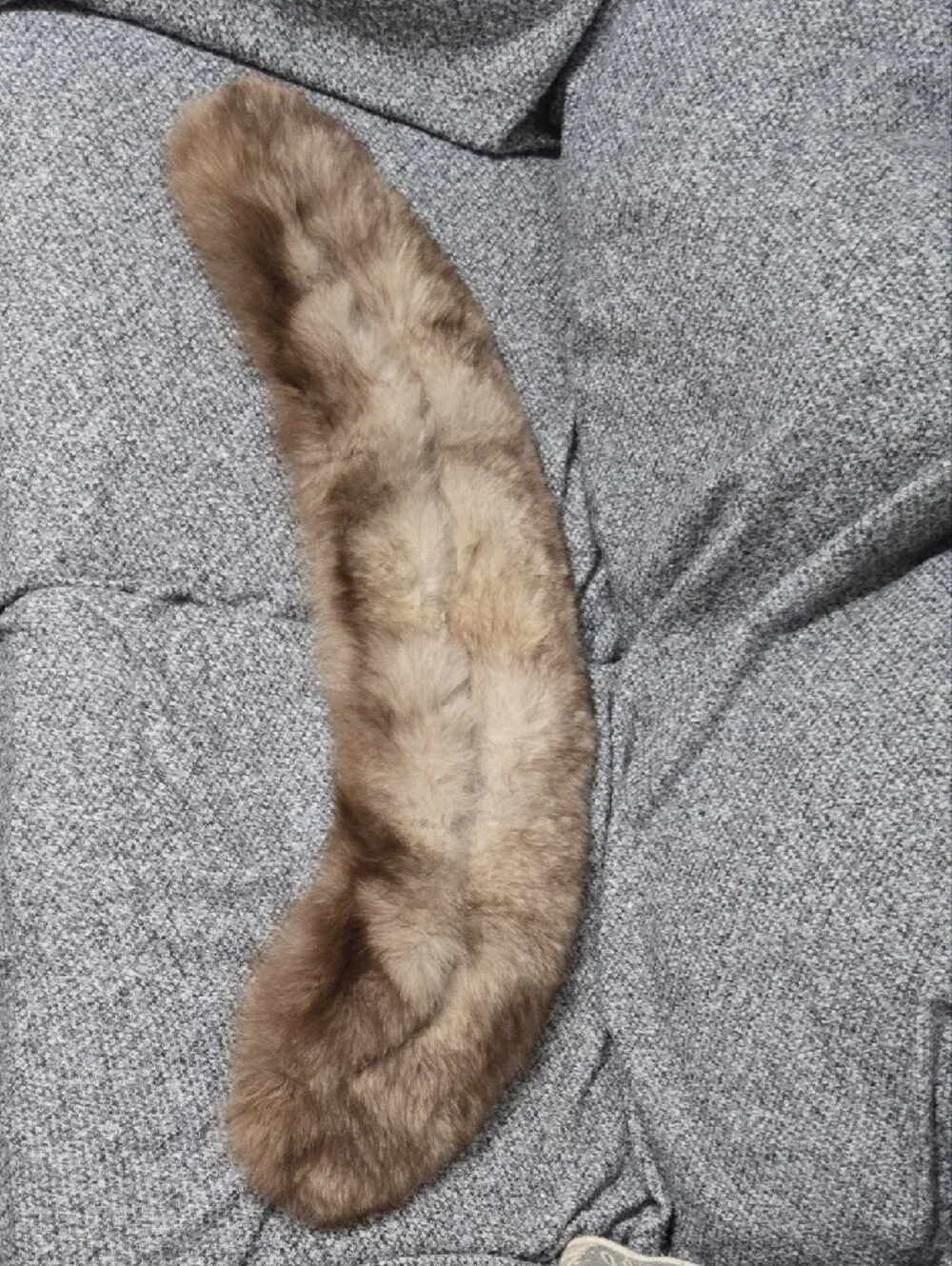 N/A real fox